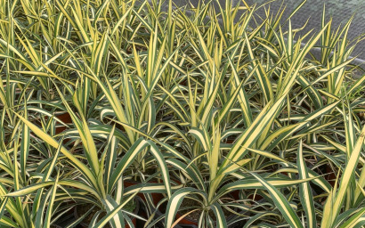 YUCCA filamentosa variegata